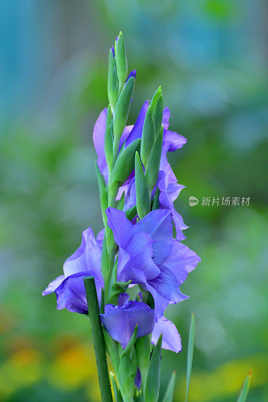 剑兰花/剑百合